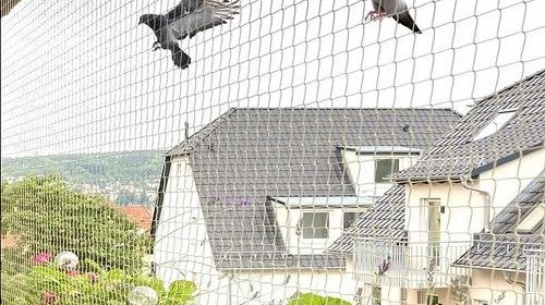 🕊️ Bird Control